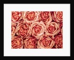 Background of roses by Assaf Frank